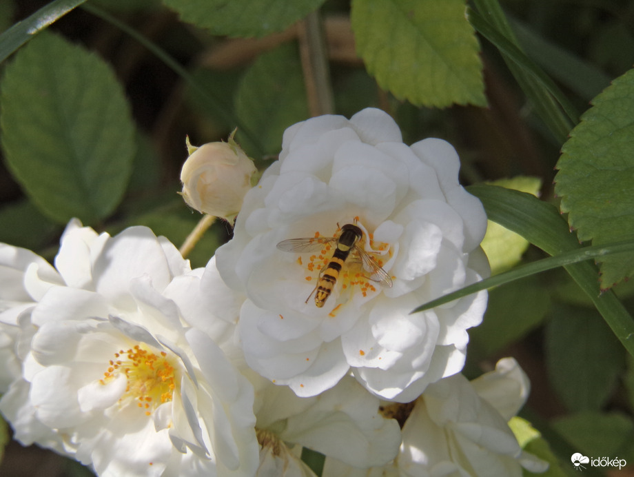 Darázslégy a rózsán :)