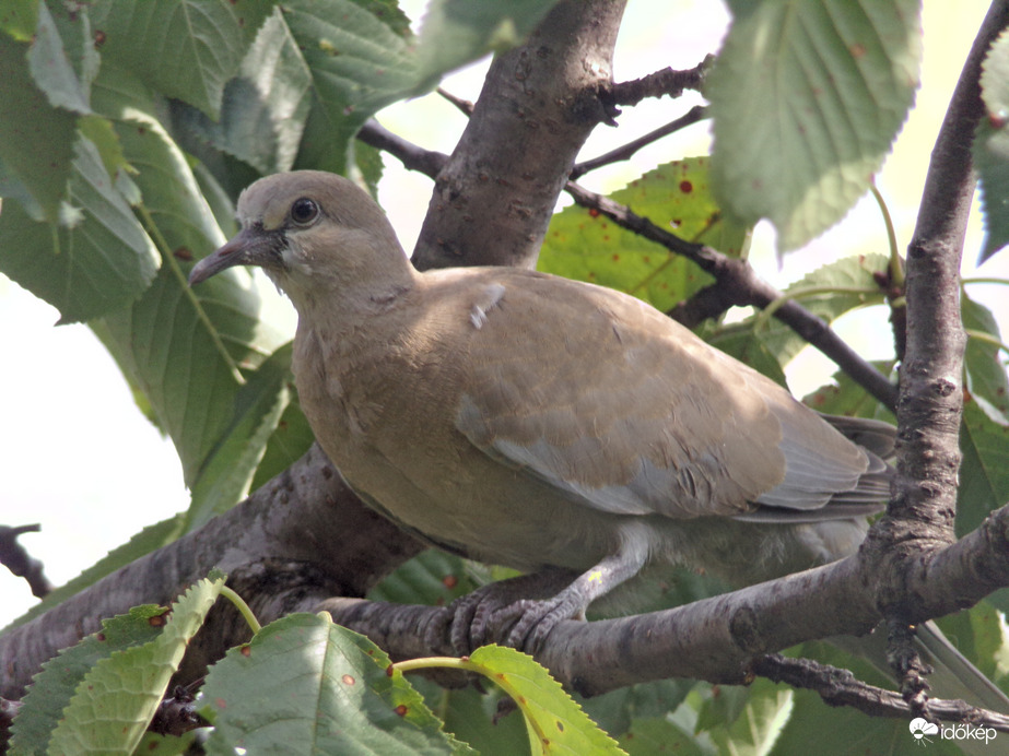 Balkáni gerle fióka nézelődés közben 