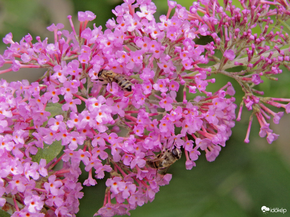 Eső után a beporzásban segítő házi méh és közönséges herelégy :)