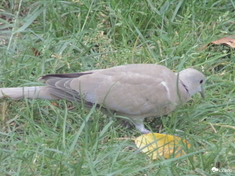 Keresgélő balkáni gerle fióka
