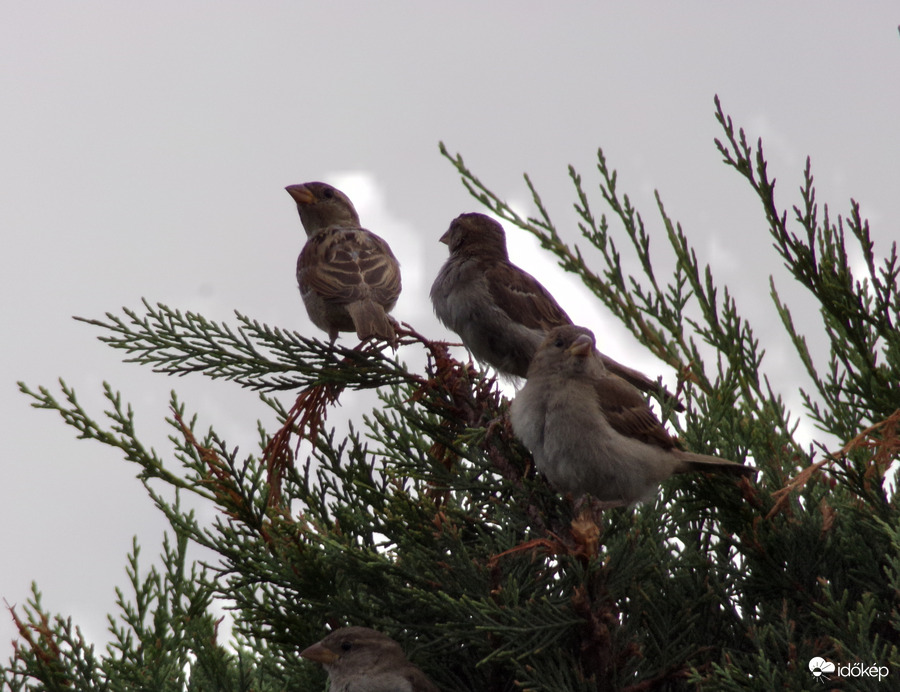 Együtt nézelődő házi verebek