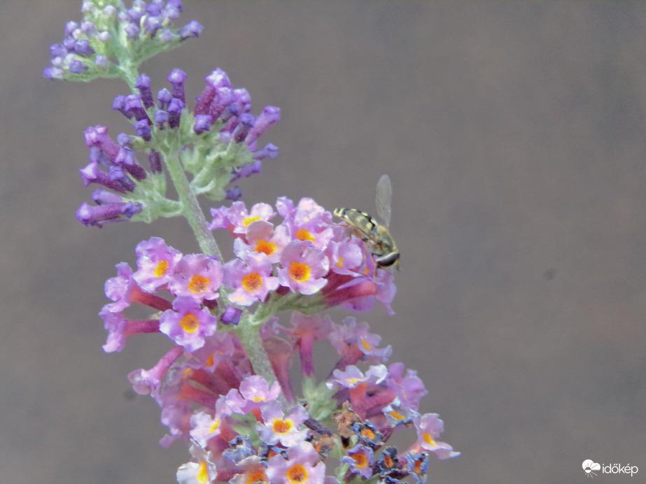 Nyáriorgonán megpihenő zengőlégy 