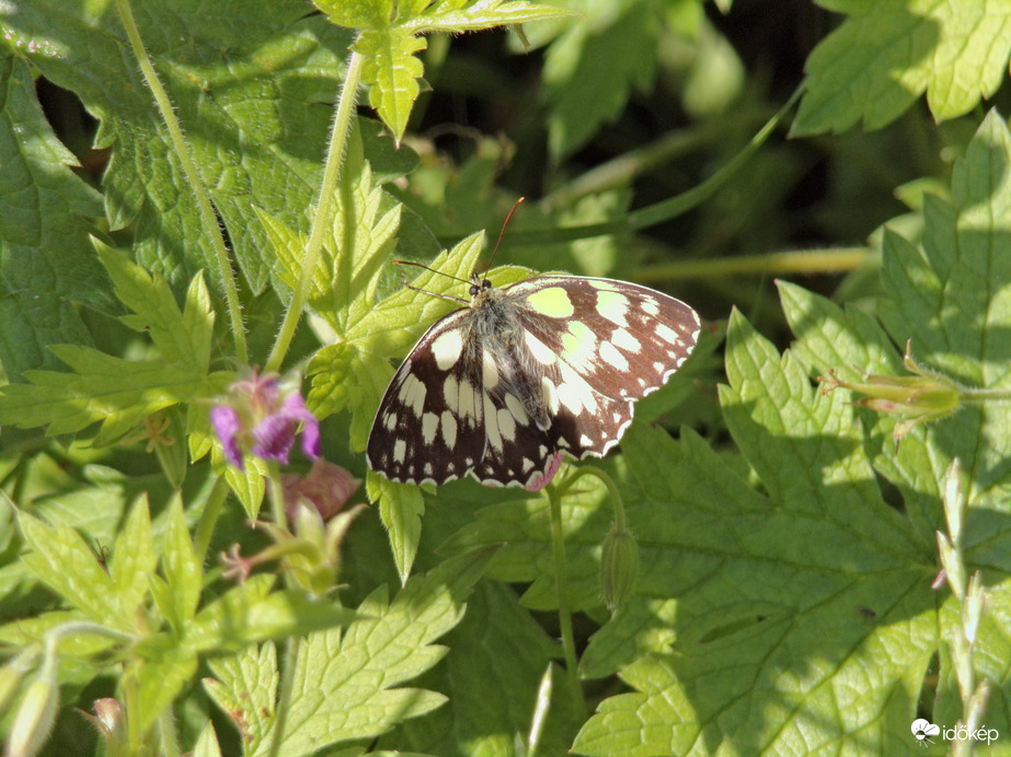 Egy nagyon várt ma reggeli vendég a sakktáblalepke :)