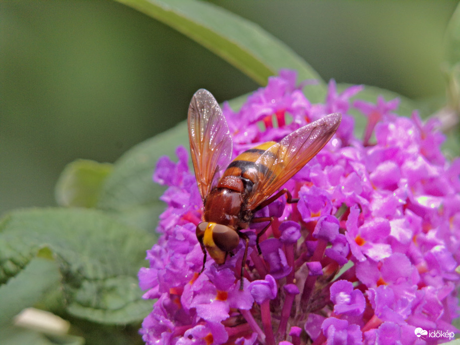 Kedvencén a nyáriorgonán táplálkozó kétöves pihelégy 
