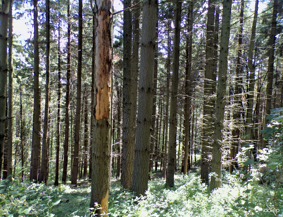 Salgótarjáni erdő