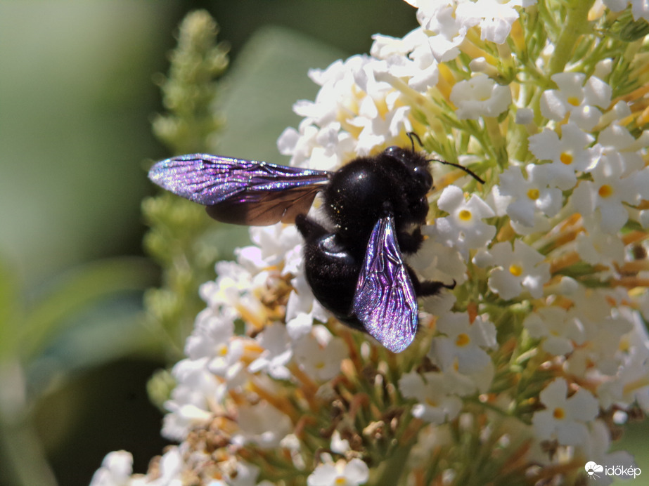 Szépséges kék fadongó :)