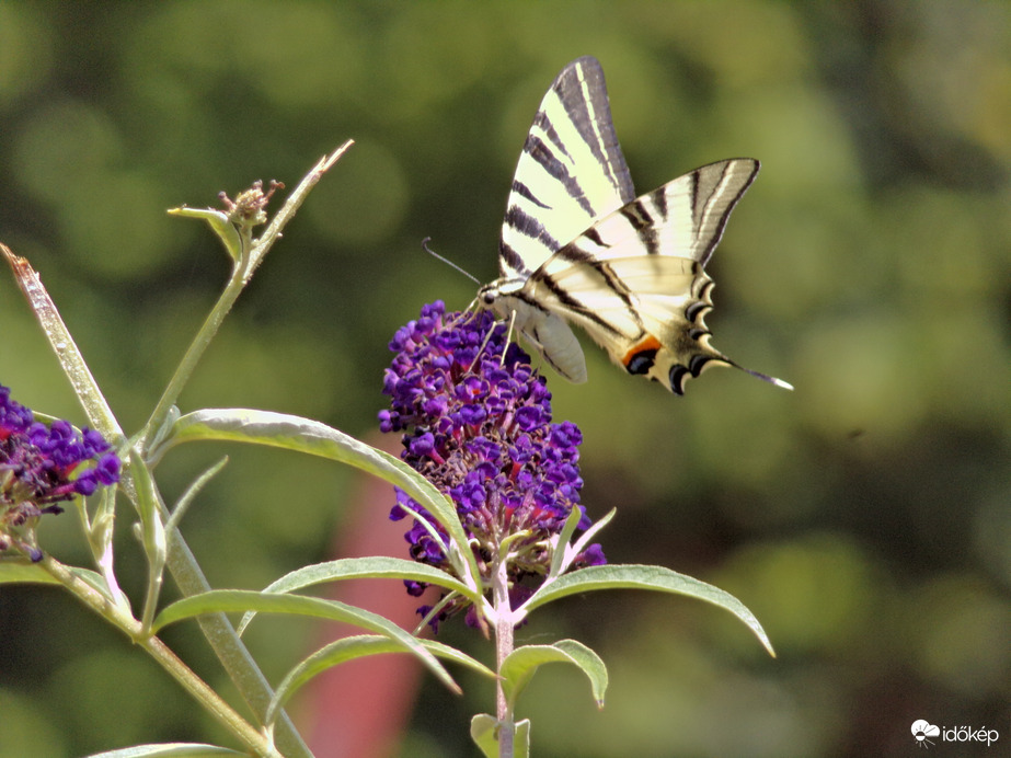 Gyönyörű kardoslepke :)