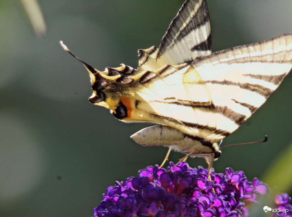 Kardoslepke a nyári napsütésben :)