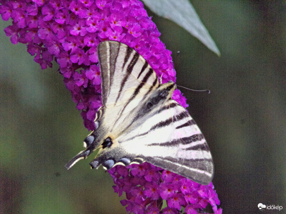 Kardoslepke kitárja szárnyait kedvencén a nyáriorgonán :)