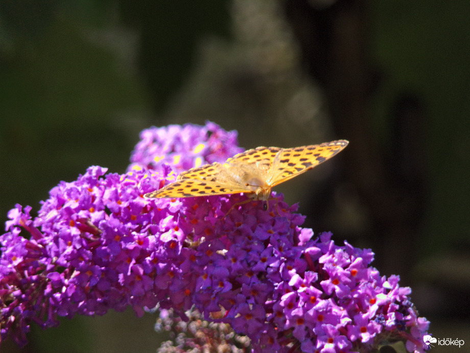 Közönséges gyöngyházlepke napozás közben :)