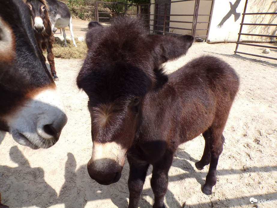 Magyar parlagi szamár csikó