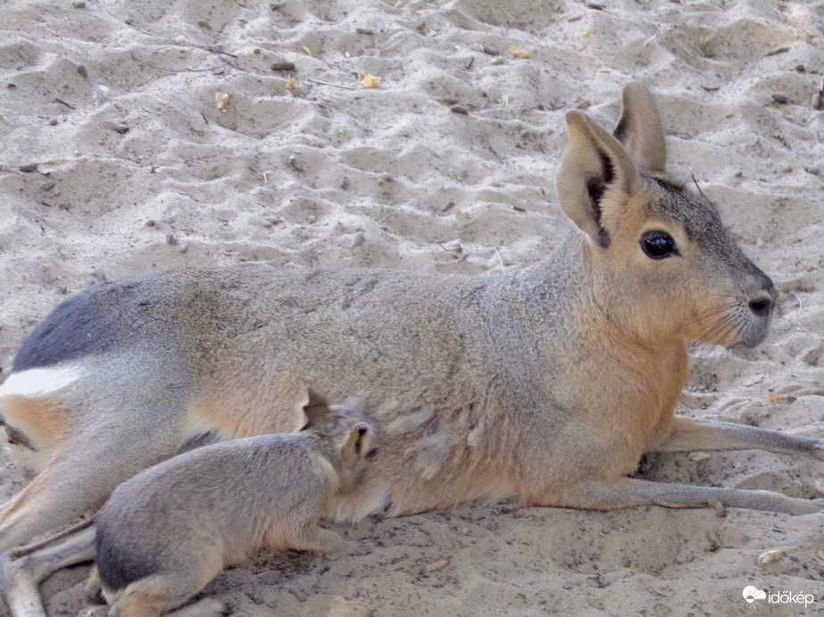 Nagy mara anyuka és kölyke