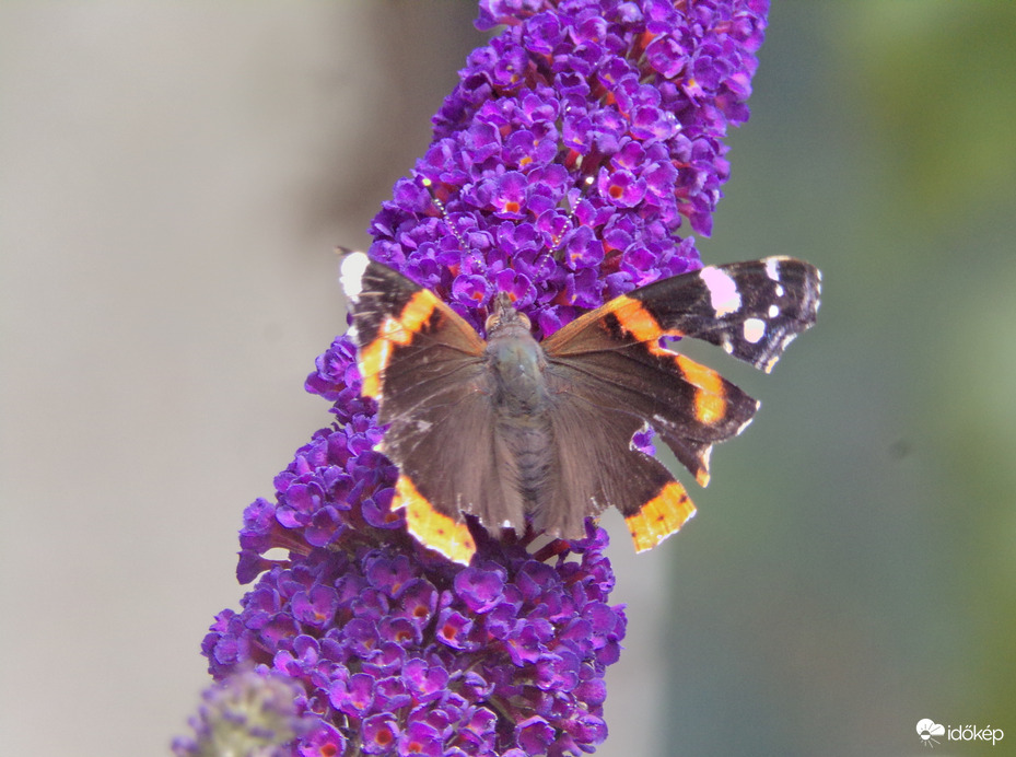 Atalantalepke a nyáriorgonán 