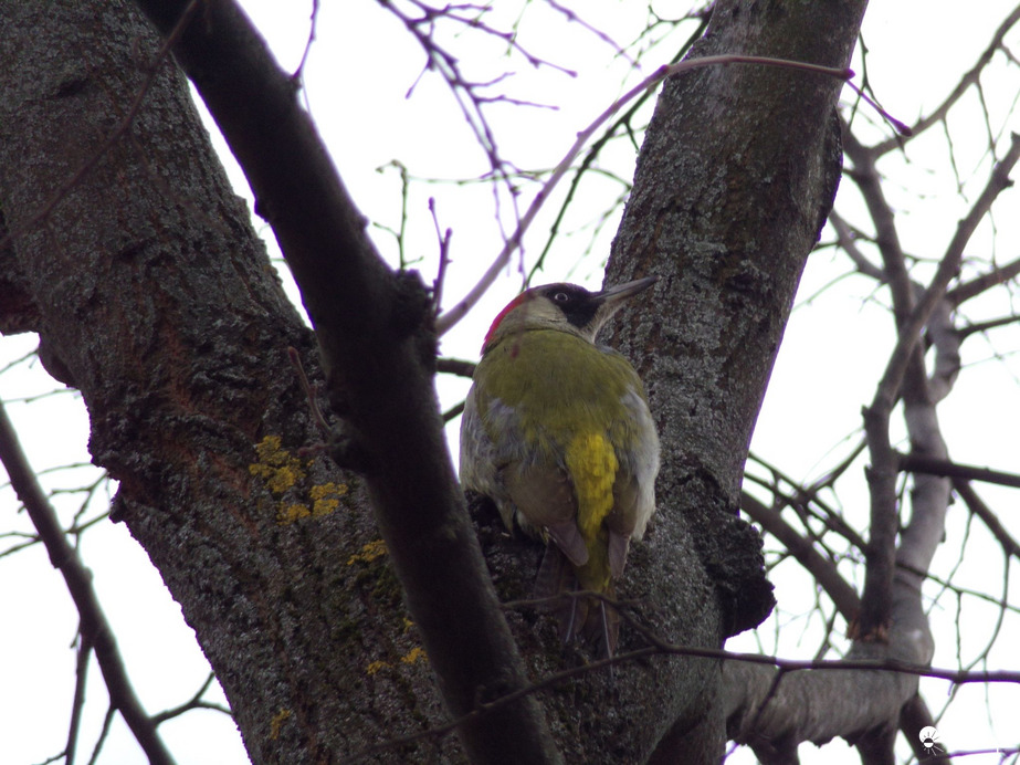 Zöld küllő a Vadvilág világnapján