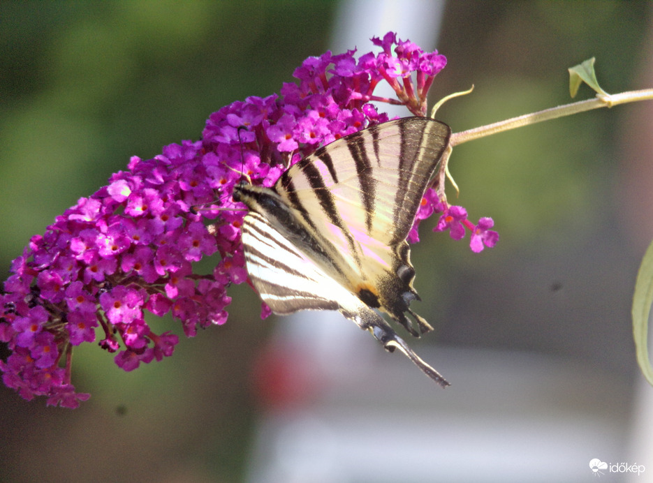Kardoslepke a mai vendég :)