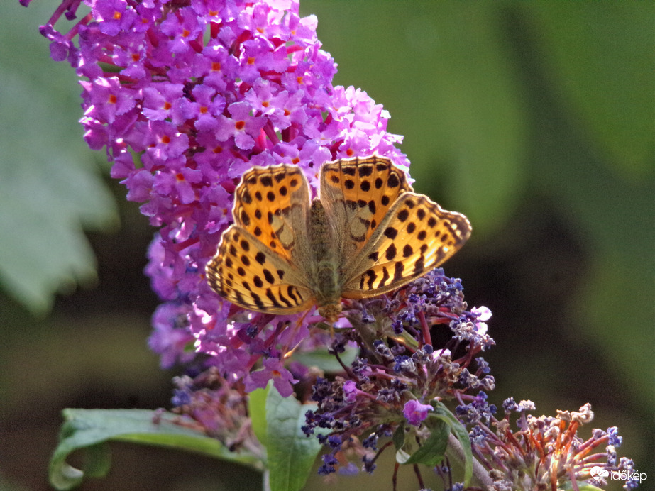 Közönséges gyöngyházlepke a nyáriorgonán :)