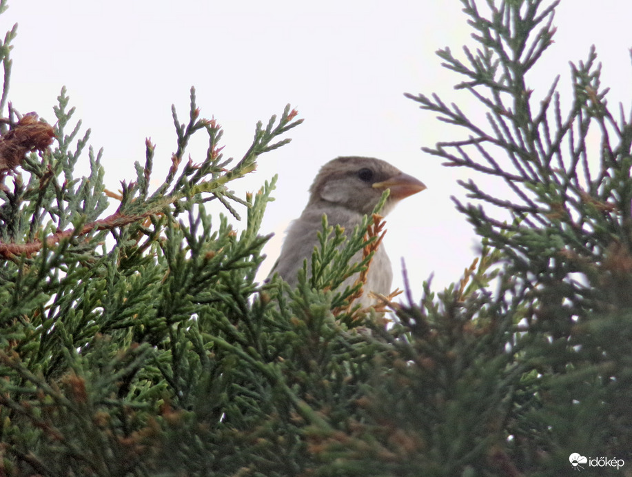 Házi veréb a tuja tetején :)
