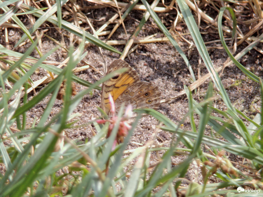 Vörös szemeslepke pihenés közben 