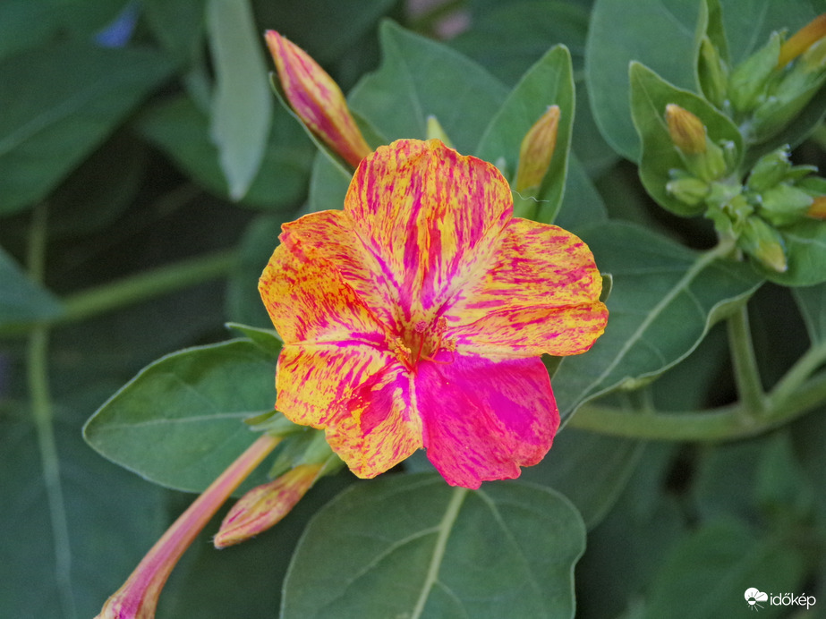 Nagy csodatölcsér virága szépséges színekben 