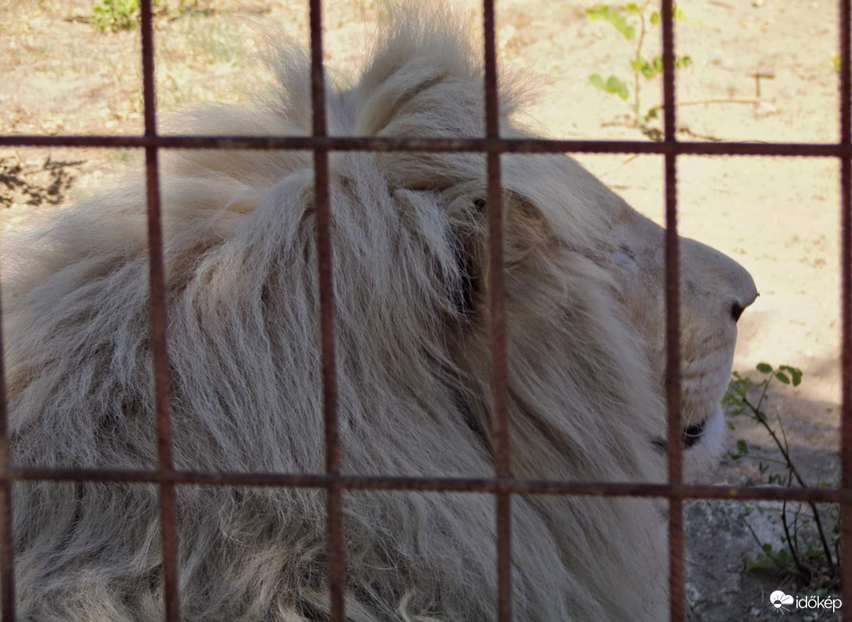 Mombasa a Felsőlajosi Magán Zoo fehér oroszlánja