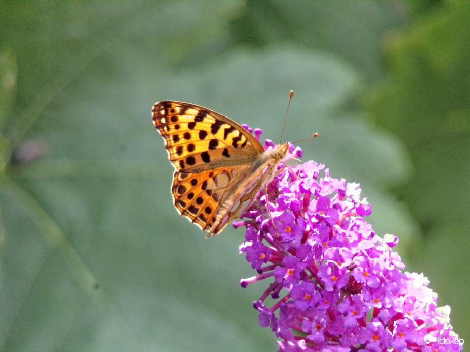Szépséges közönséges gyöngyházlepke 