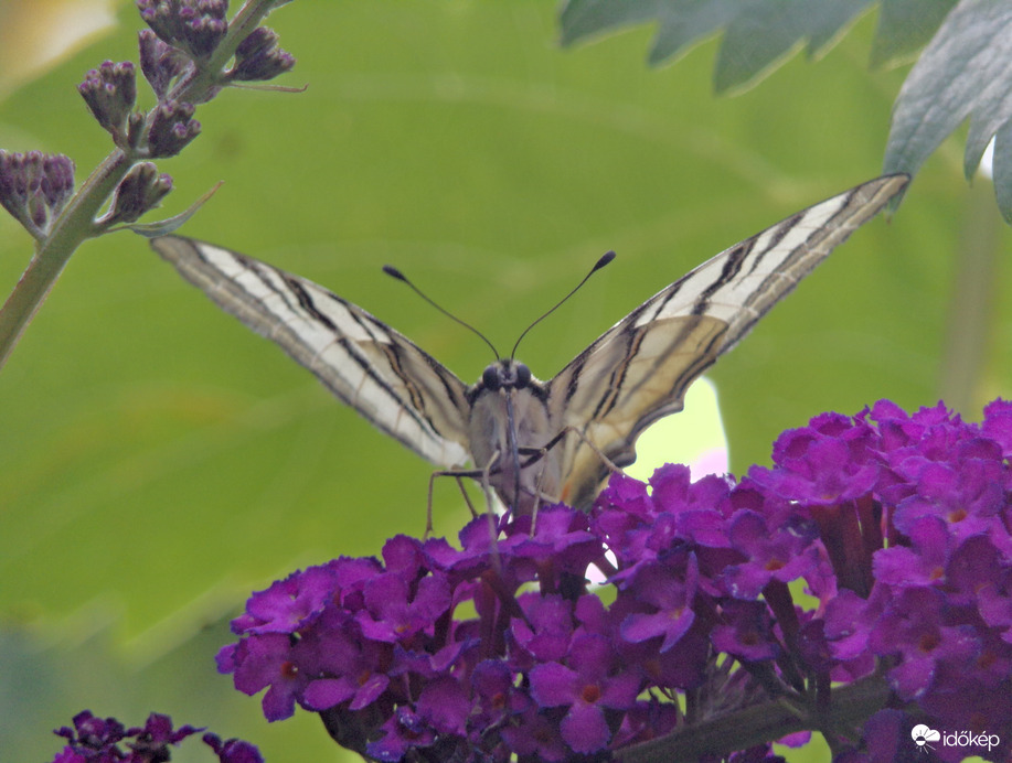 Szemezés a kardoslepkével :)