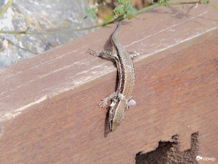 Somoskő váránál egy vedlő fali gyík