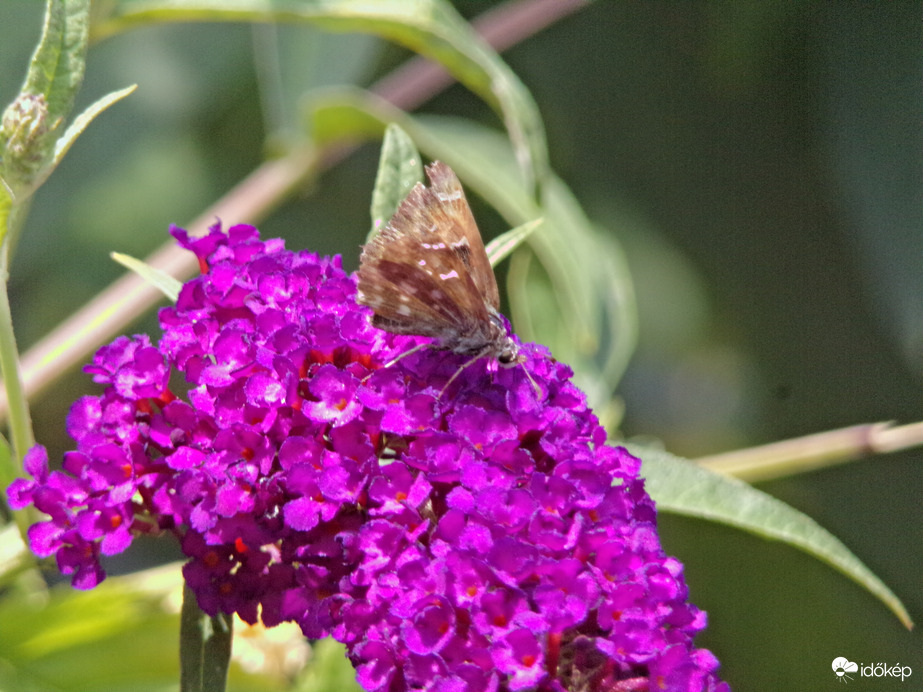 Mályva-busalepke az új vendég :)