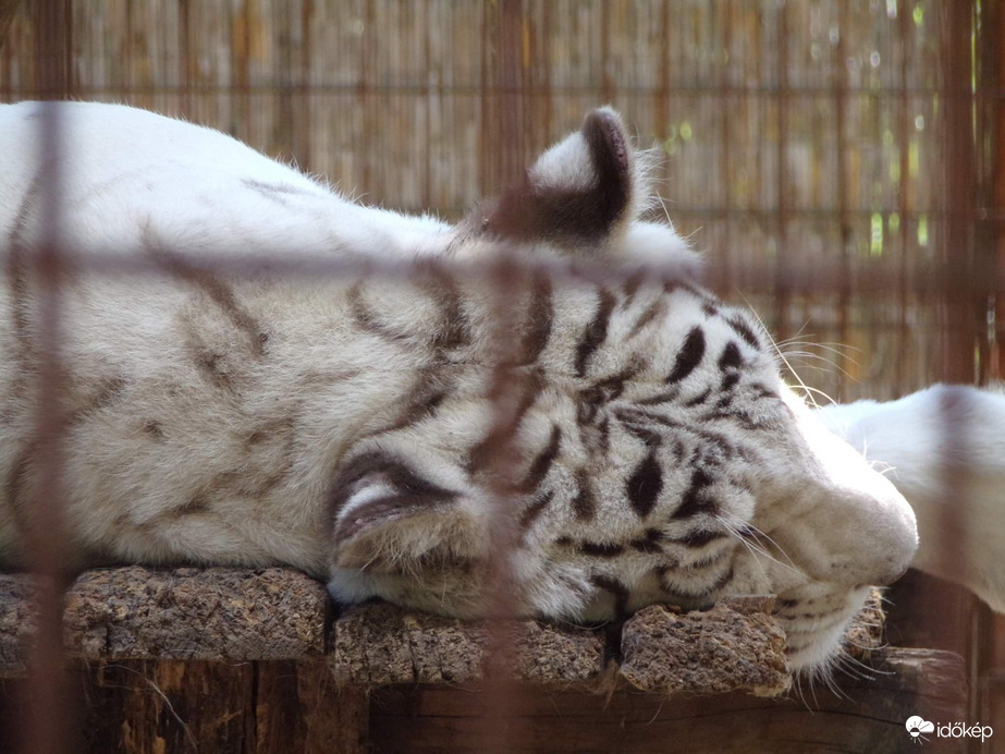 Shakira a Felsőlajosi Magán Zoo fehér tigrise