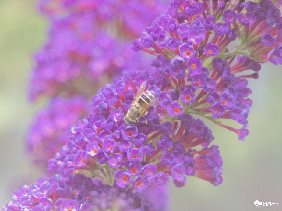 Zengőlégy a nyáriorgonán 