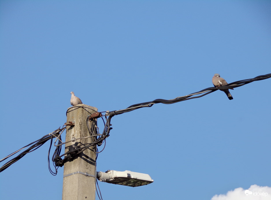 Örvös galamb és balkáni gerle 