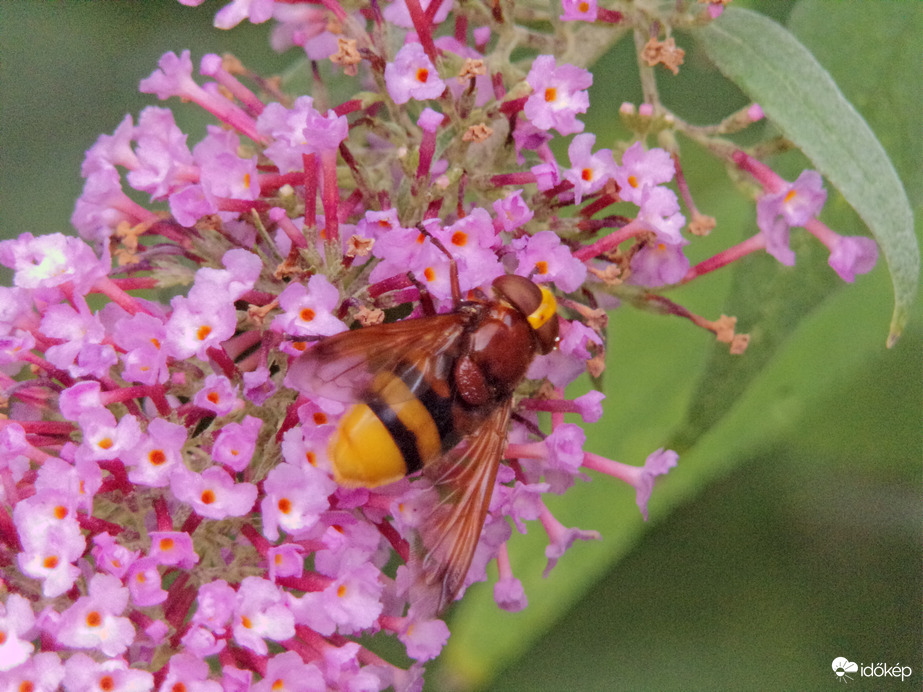 Egy szorgos beporzó a kétöves pihelégy :)