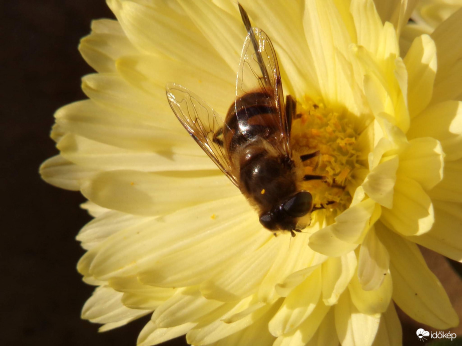 Szépséges kertvendég az őszi napsütésben 