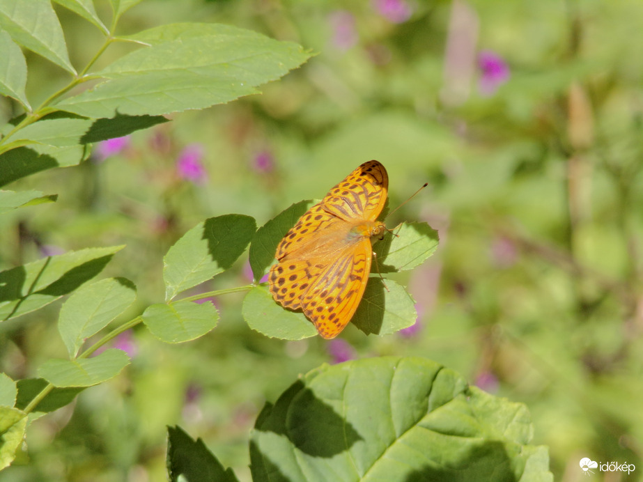 Nagy gyöngyházlepke a Salgótarjáni erdőben 