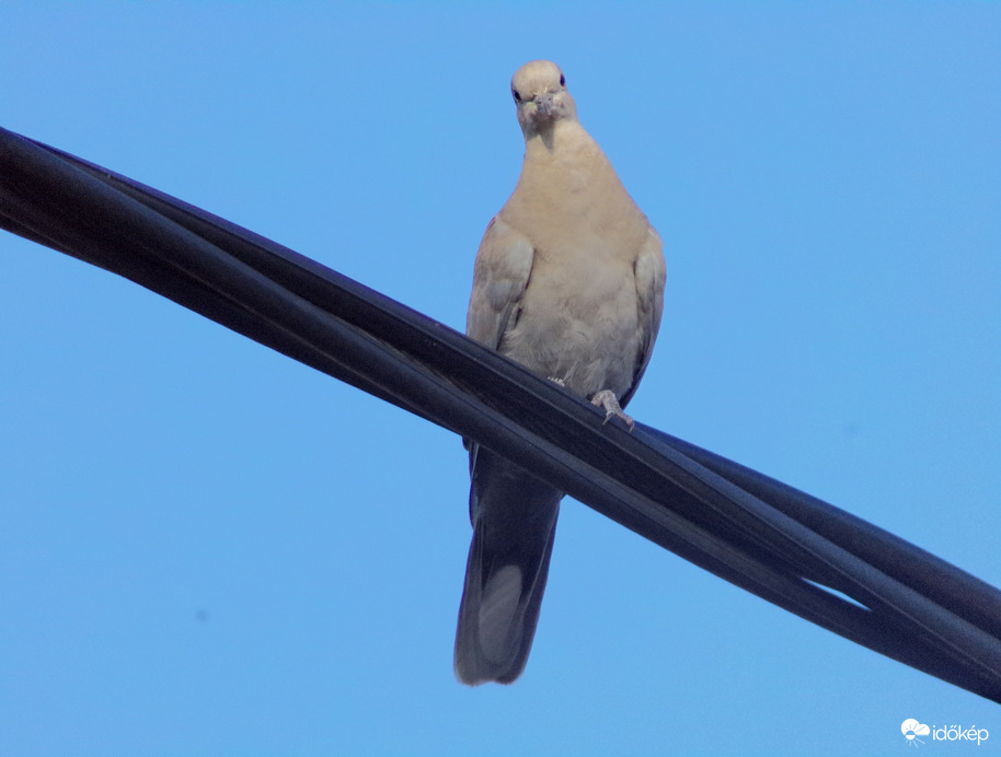Egy nagyon jó fiatal modell :)