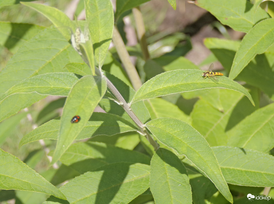 Darázslégy és harlekinkatica a nyáriorgonán 