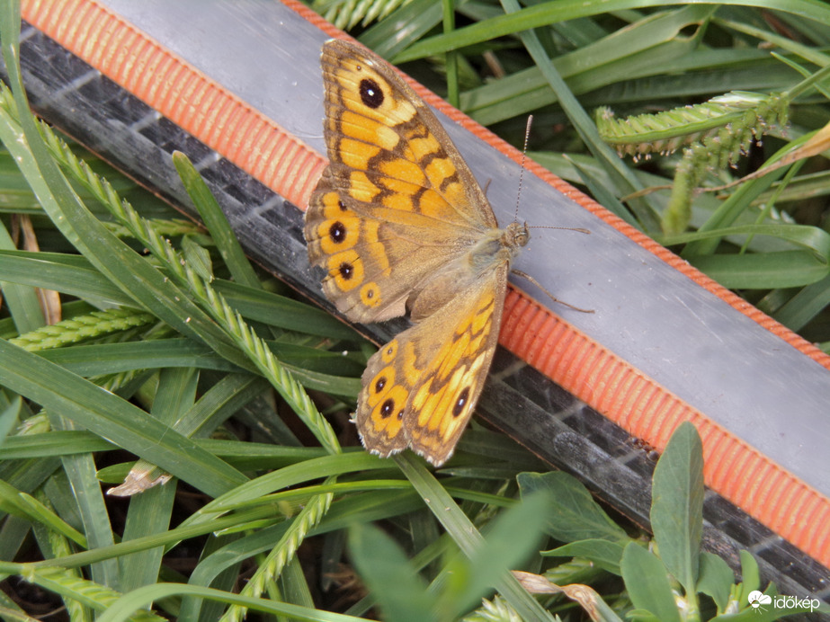 Szépséges vörös szemeslepke :)