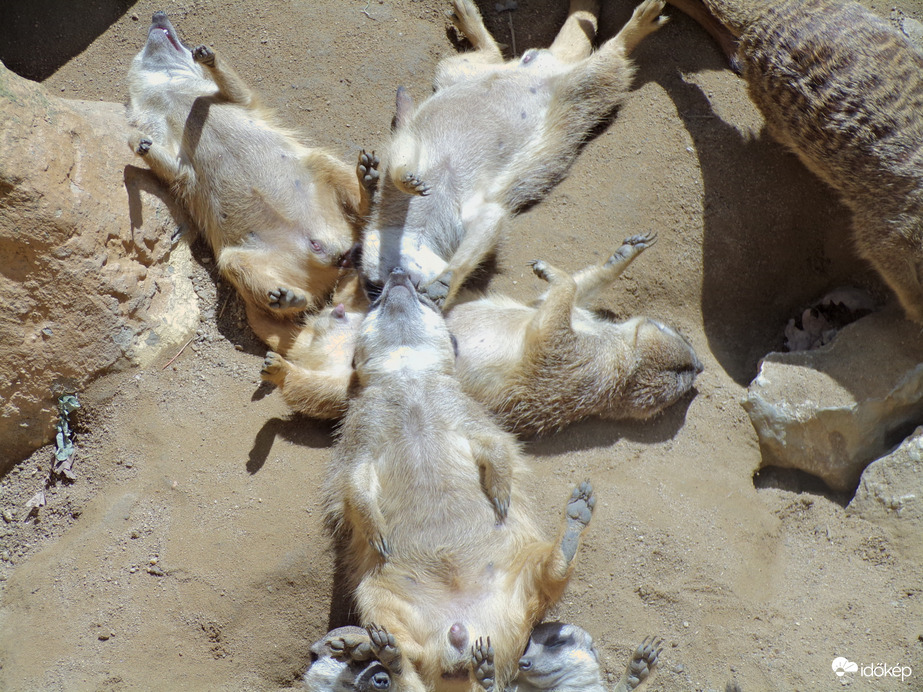 Pihenő szurikáták :D