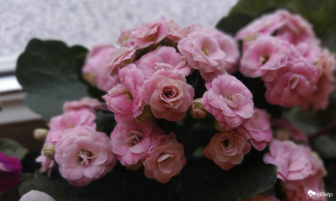 Korallvirág portré