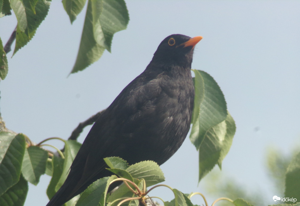 Kertünkhöz járó csodás rigó hím :)