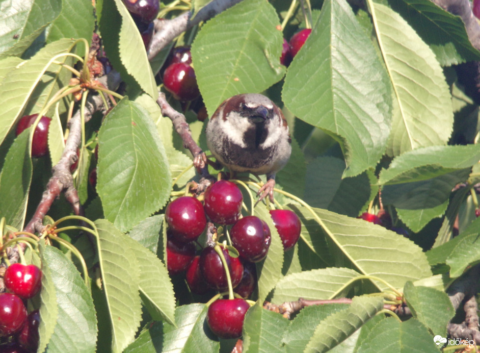 Házi veréb a cseresznyékkel 