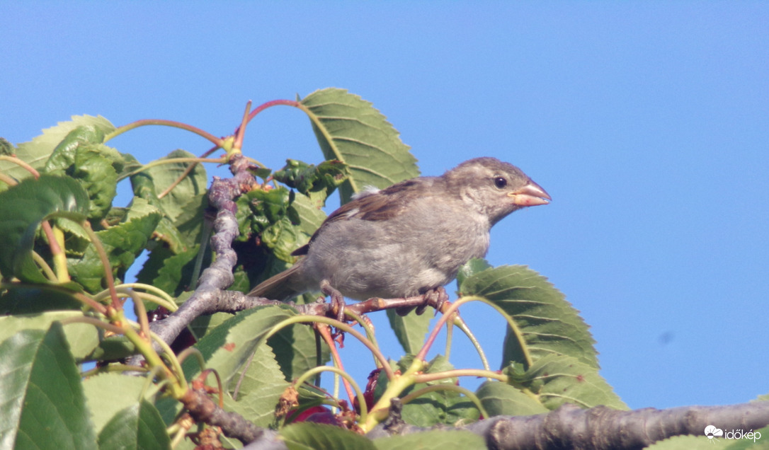Evés utáni nézelődés a cseresznyefán