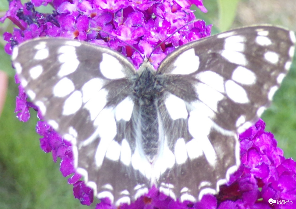 Szépséges sakktáblalepke 