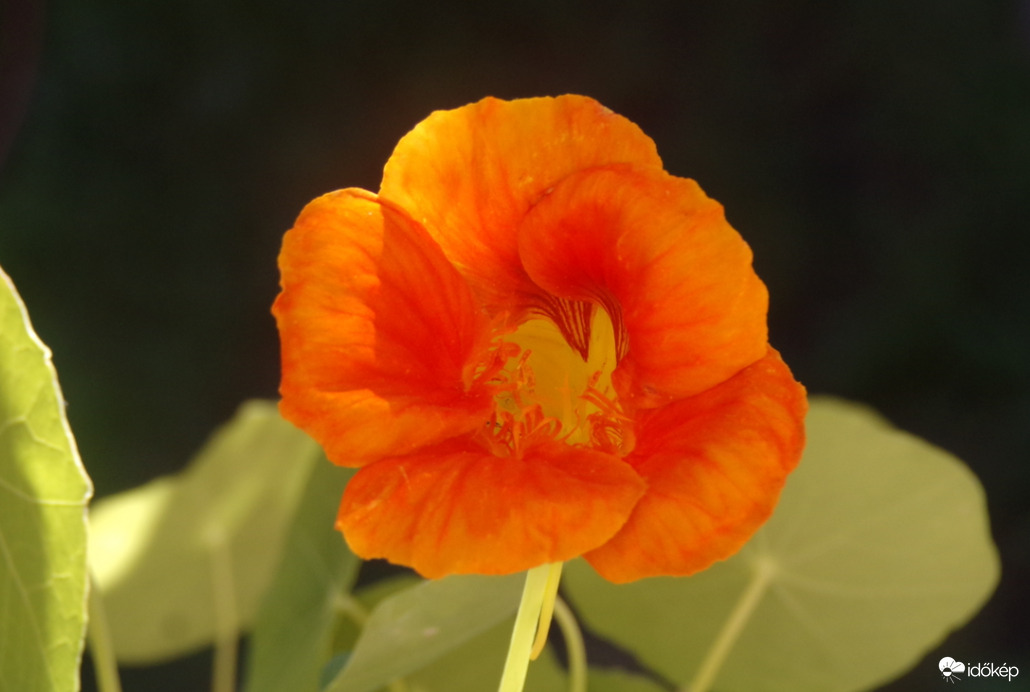 Sarkantyúka a 37°C melegben