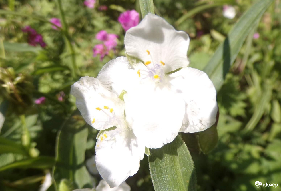 Jó reggelt kívánok Mindenkinek!