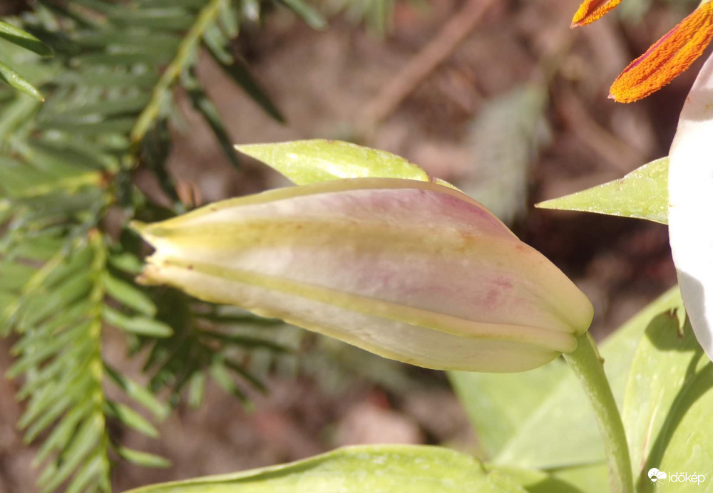 Királyliliom bimbó 