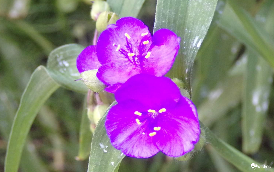 Jó reggelt kívánok Mindenkinek!