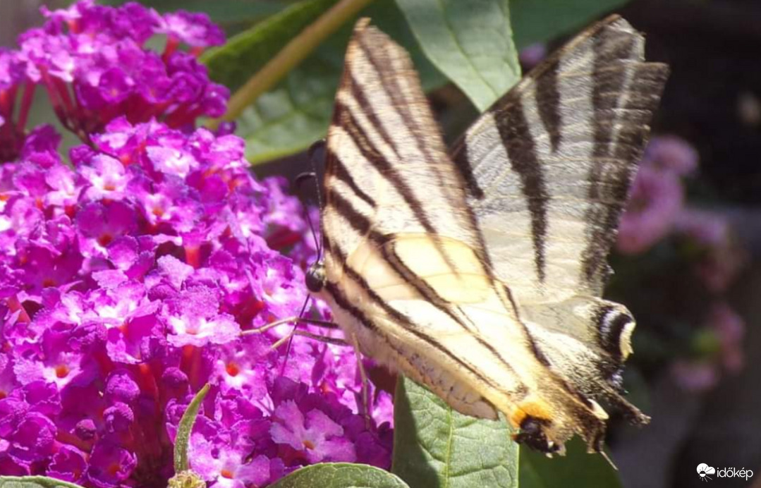 Nyáriorgonán eszegető