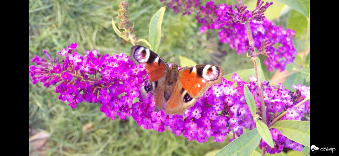 Reggeli kert vendég a Nappali pávaszem :) 