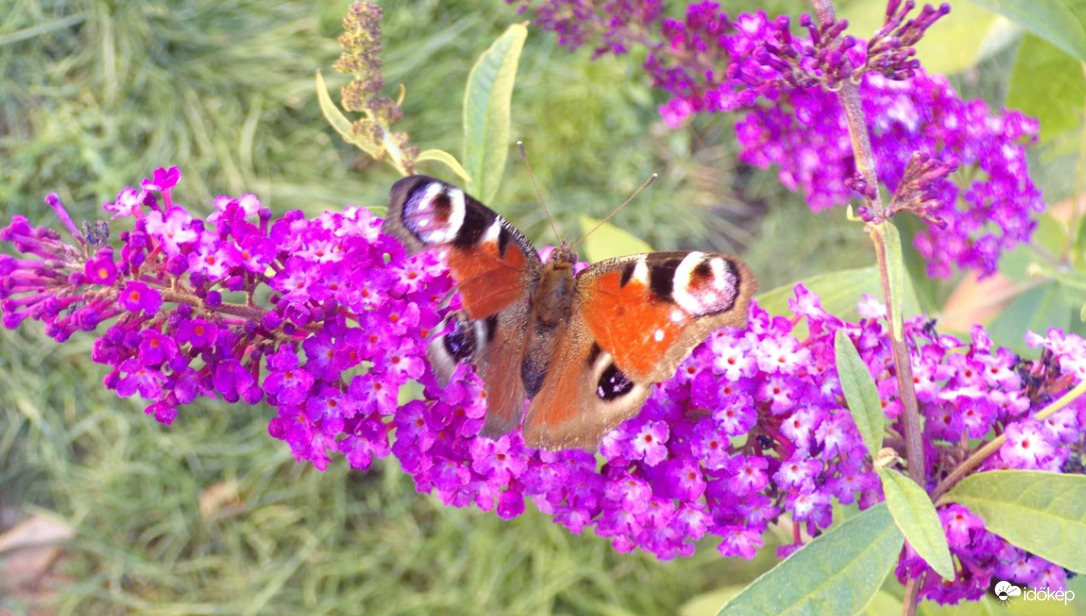 Reggeli kert vendég a Nappali pávaszem :) 